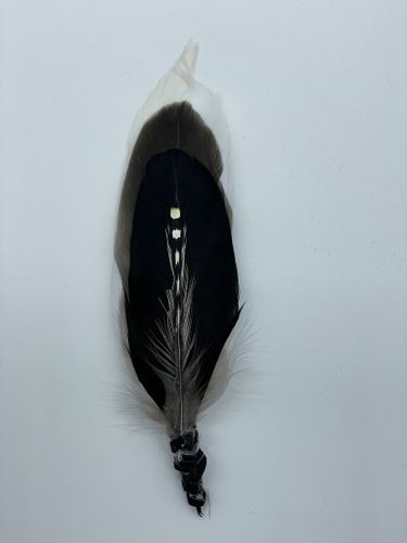 Smudge Fjäder (4)