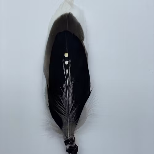 Smudge Fjäder (4)