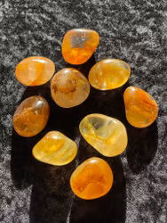 Goldenhealer gyllene trumlad (stora)