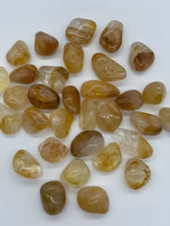 Goldenhealer gyllene trumlad (stora)