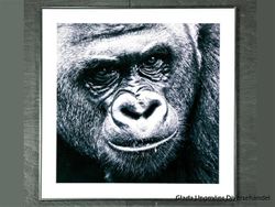 Foto Gorilla