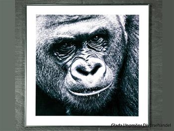 Foto Gorilla