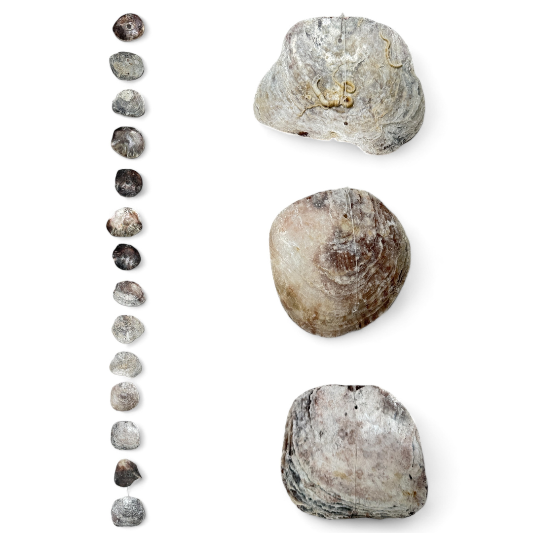 Snäcksträng scallop 200cm