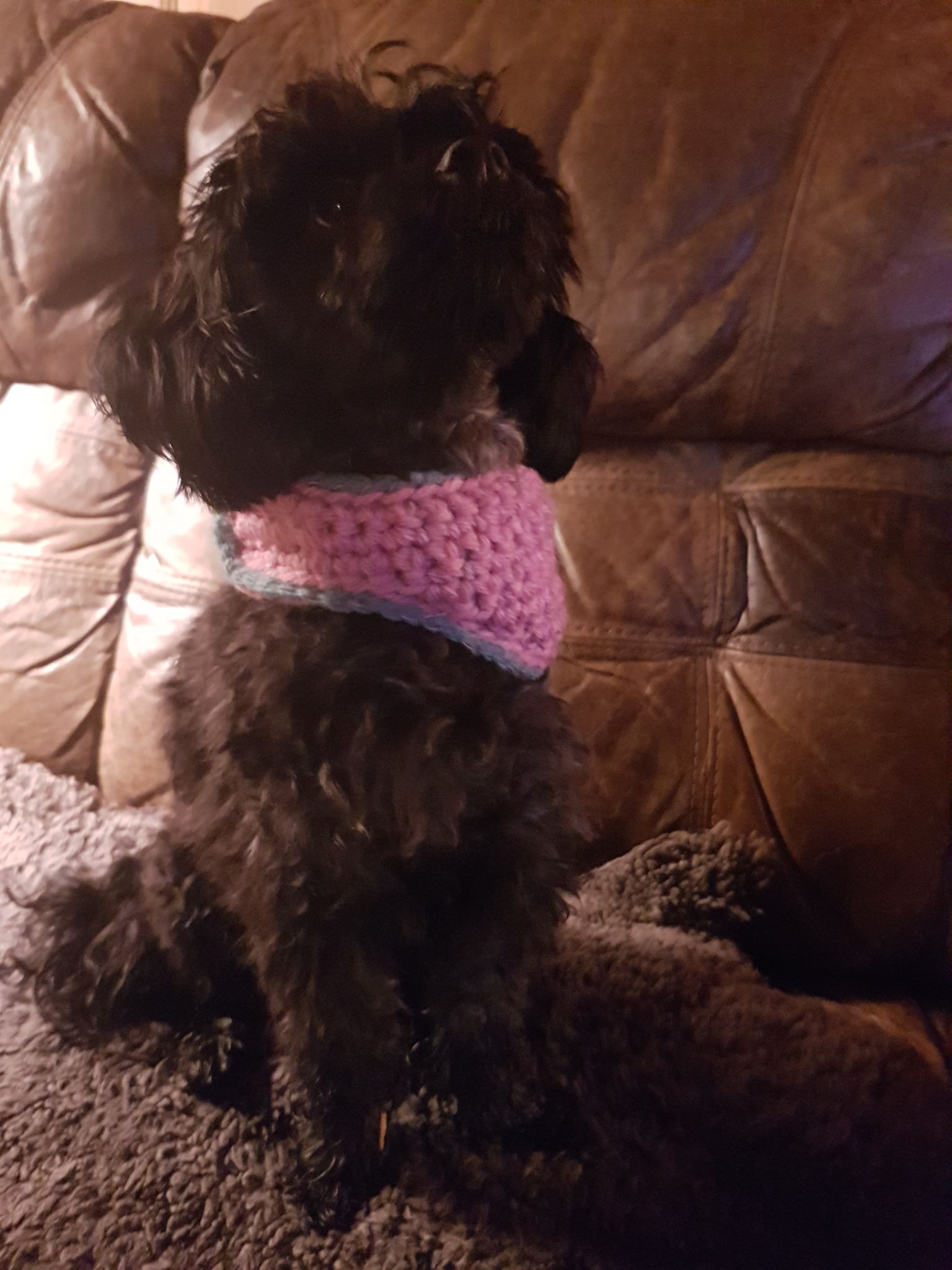 Reflexhalsduk till hunden