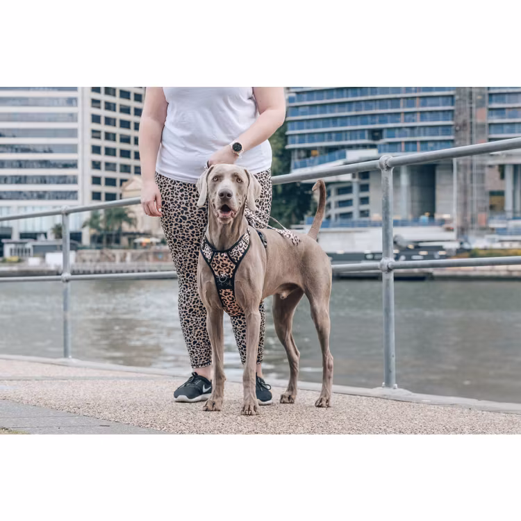 Big and Little dogs The-All-Rounder Luxurious Leopard sele