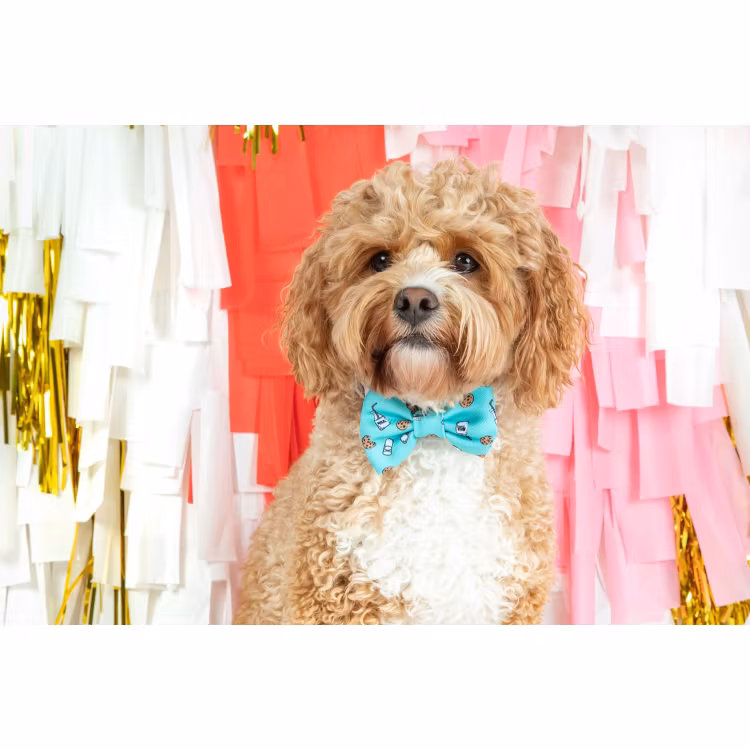 Big & Little Dogs Halsband med fluga Milk & Cookies