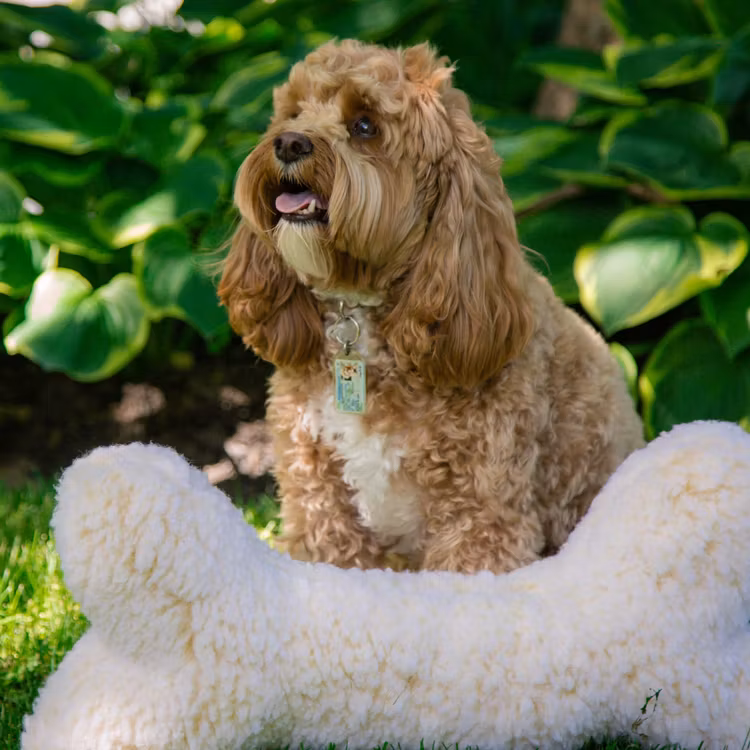 Hundleksak ben - Hugglehounds