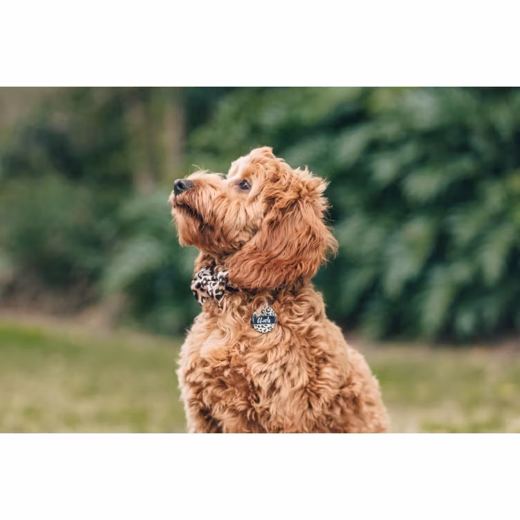 Big & Little Dogs Halsband med fluga Luxurious Leopard