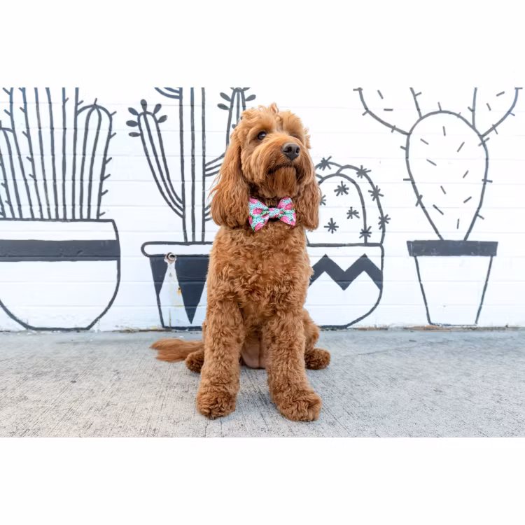 Big & Little Dogs Halsband med fluga Pretty Peony