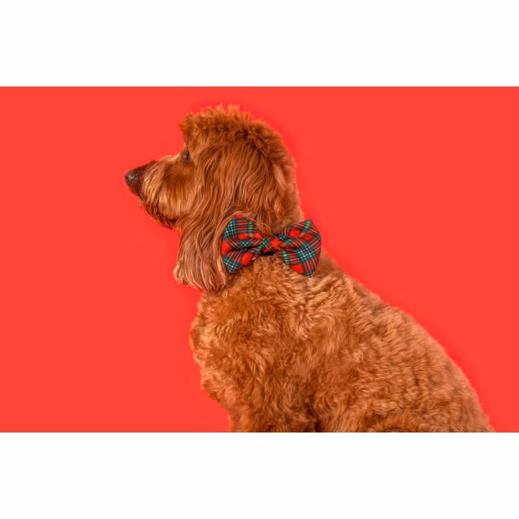 Big & Little Dogs Halsband med fluga Happy Holidays