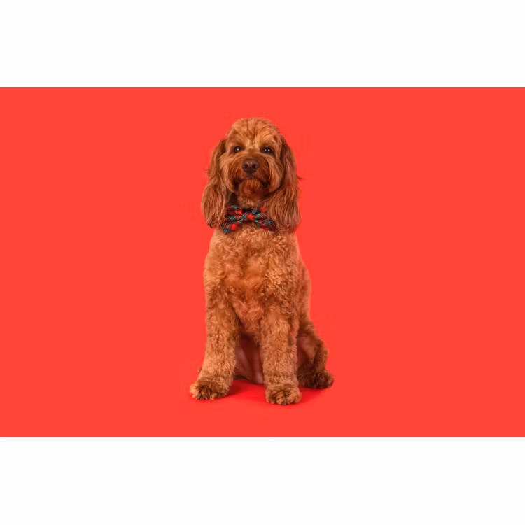 Big & Little Dogs Halsband med fluga Happy Holidays