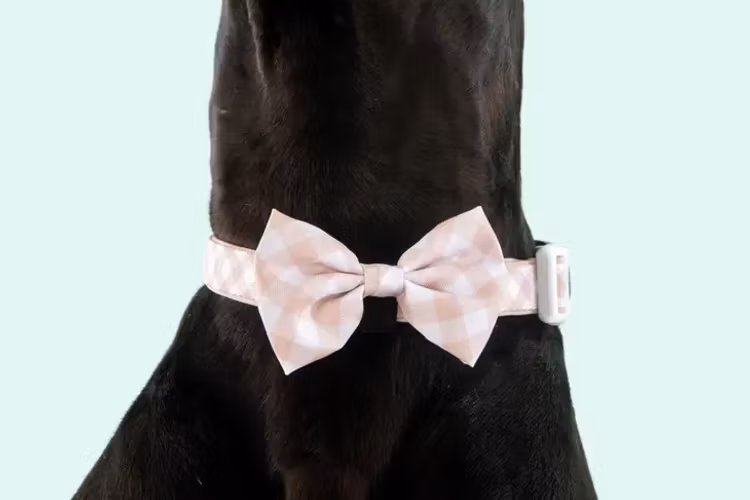 Big & Little Dogs Halsband med fluga Latte Gingham