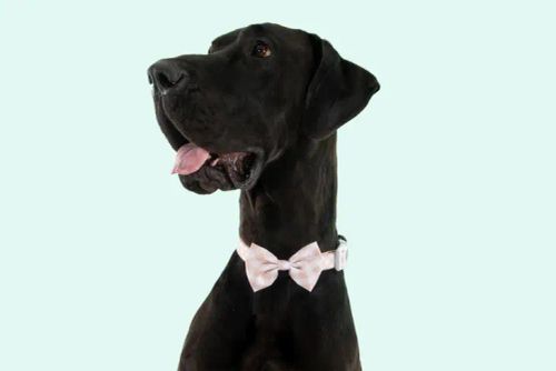 Big & Little Dogs Halsband med fluga Latte Gingham