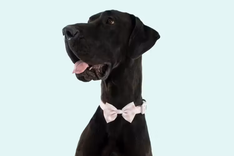 Big & Little Dogs Halsband med fluga Latte Gingham