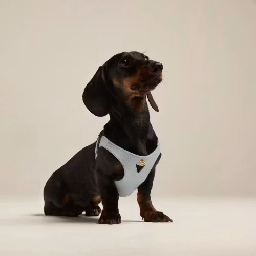 Branni Pets Hundsele Juno himmelsblå