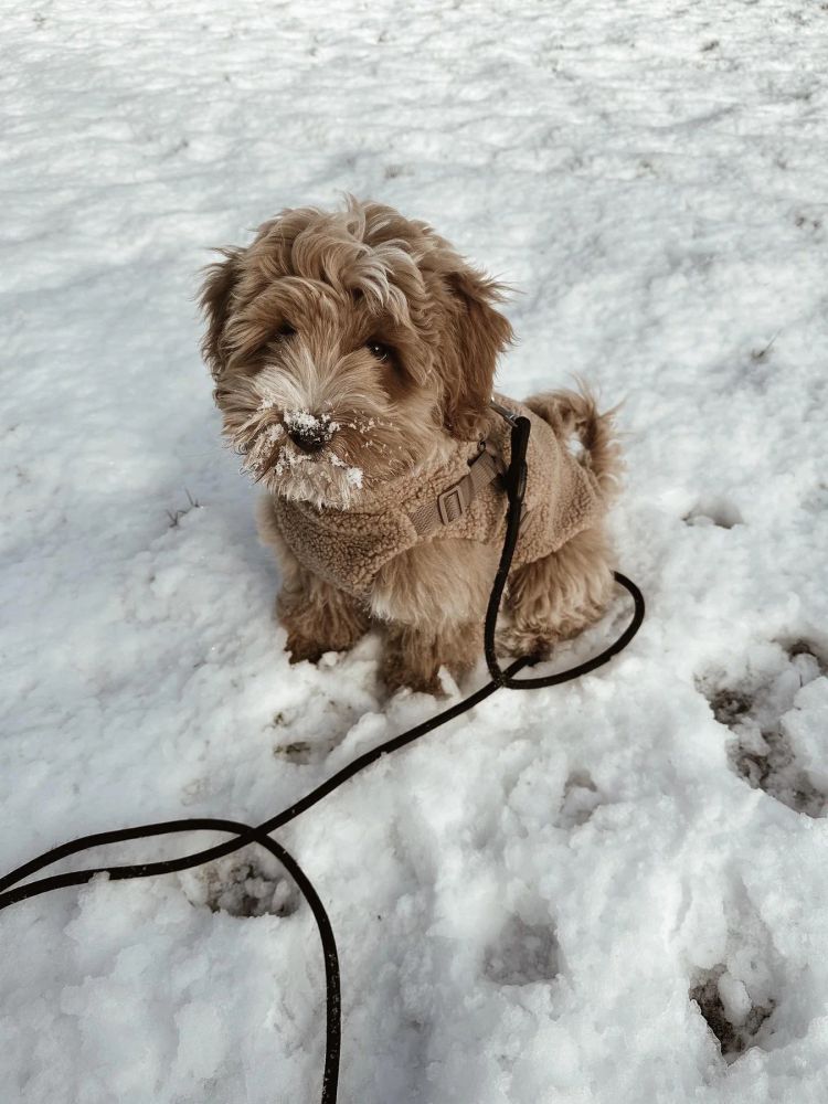 Puppy Boheme Teddyjacka