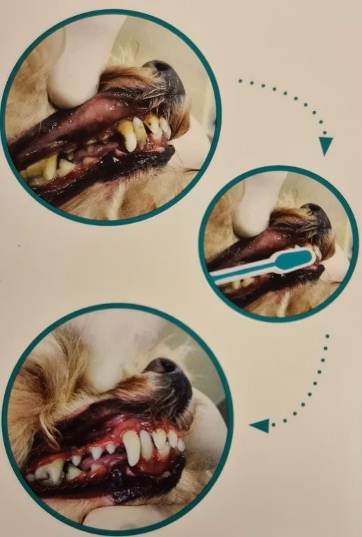 Emmi- Pet Ultraljudstandborste 2.0,Emmi®-Pet ultraljudstandborste hjälper mot:  Inflammation i tandköttet, Tandlossning, Sjukdomar i munhålan, Dålig lukt i munnen, Plack, Bakterier och Tandsten