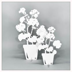 Geranium - big