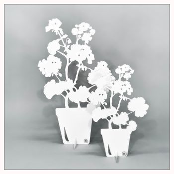 Geranium - big