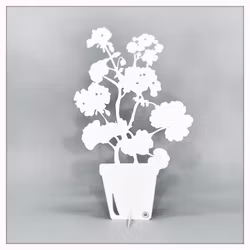 Geranium - ÄLSA