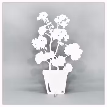 Geranium - ÄLSA