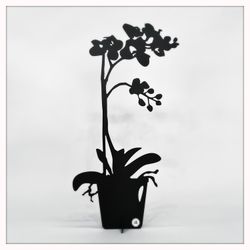 Orchid
