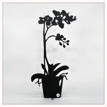 Orchid