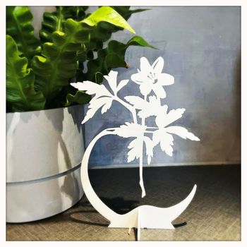 White wind flower