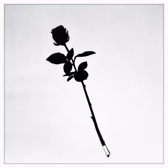 Rose - GRACE