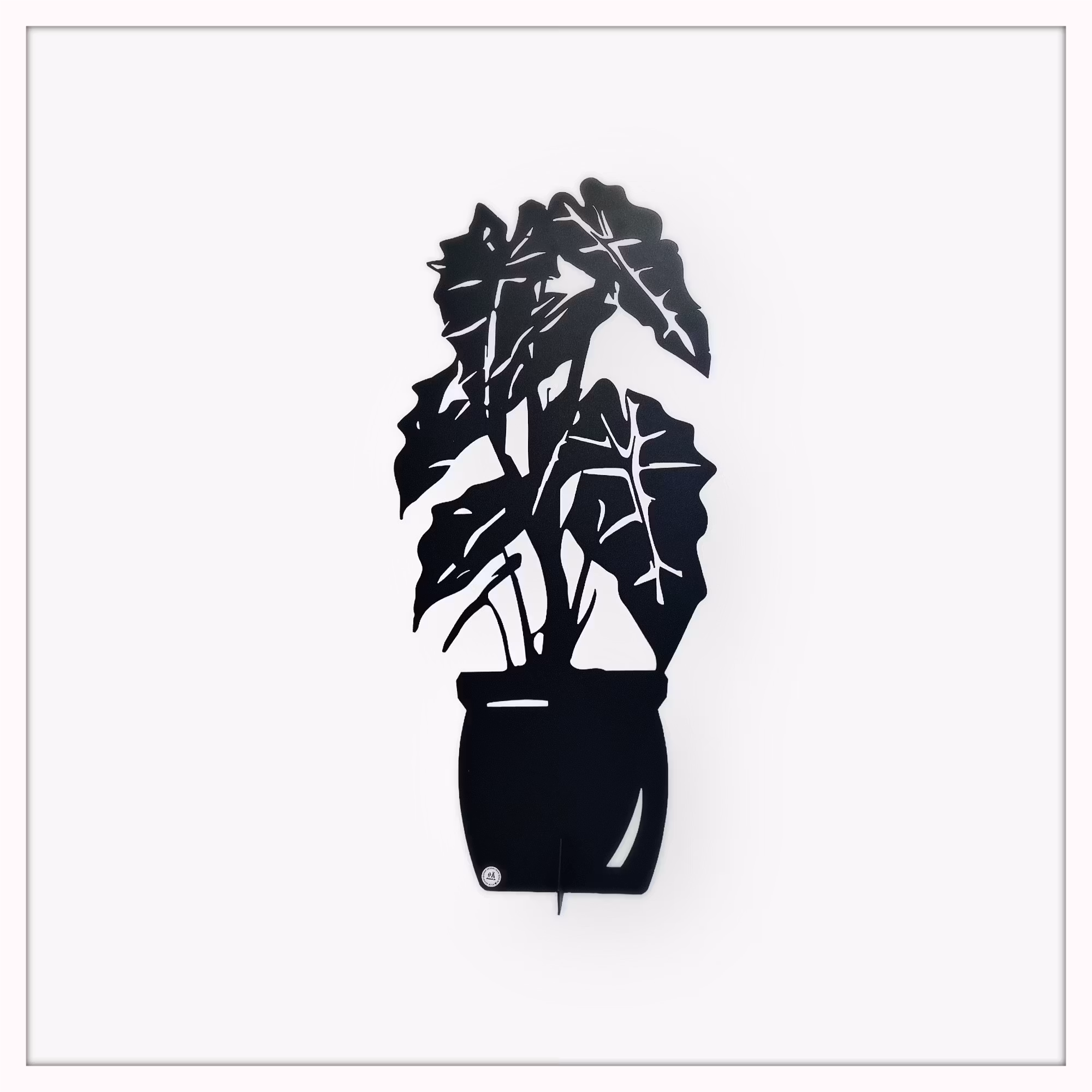 Alocasia