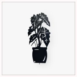 Alocasia