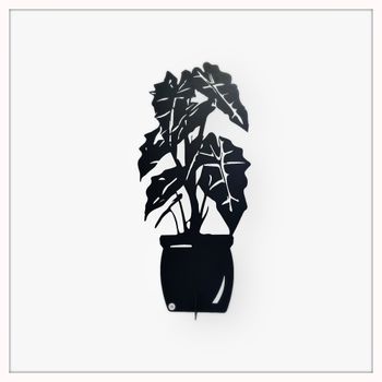 Alocasia