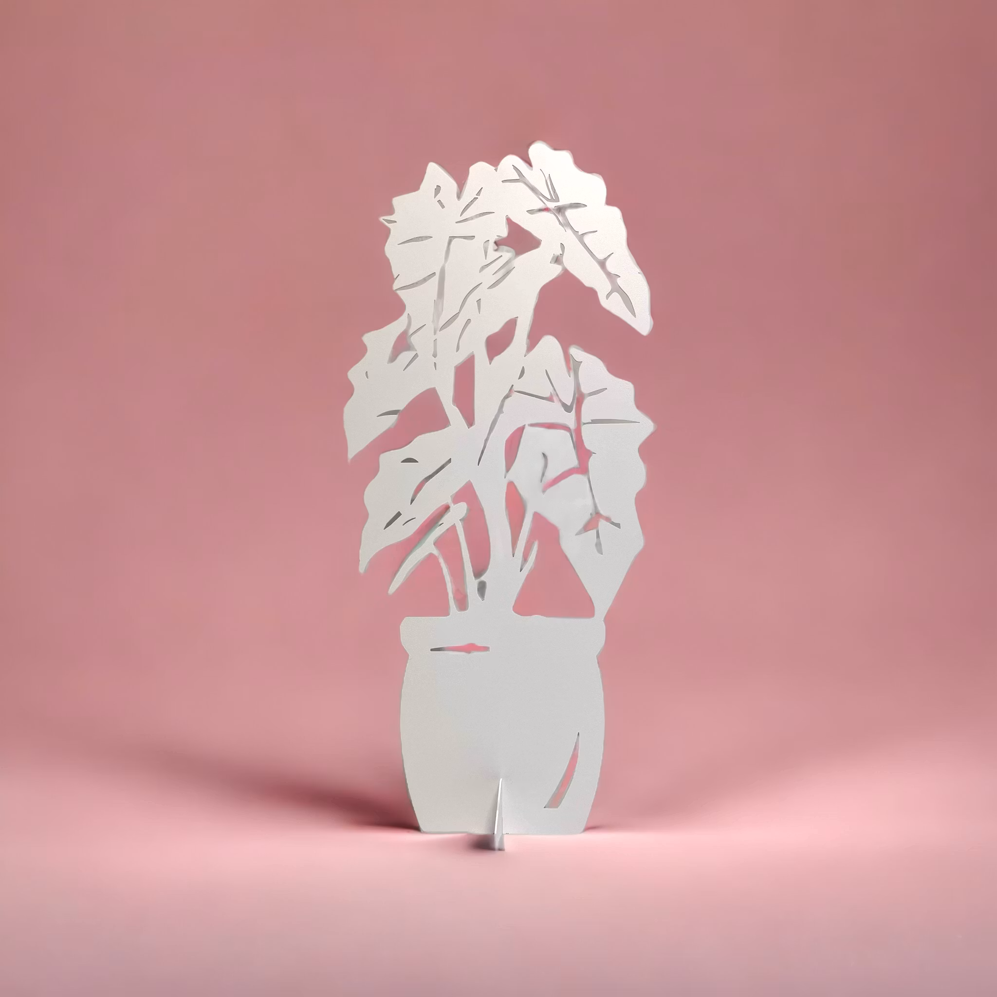 Alocasia
