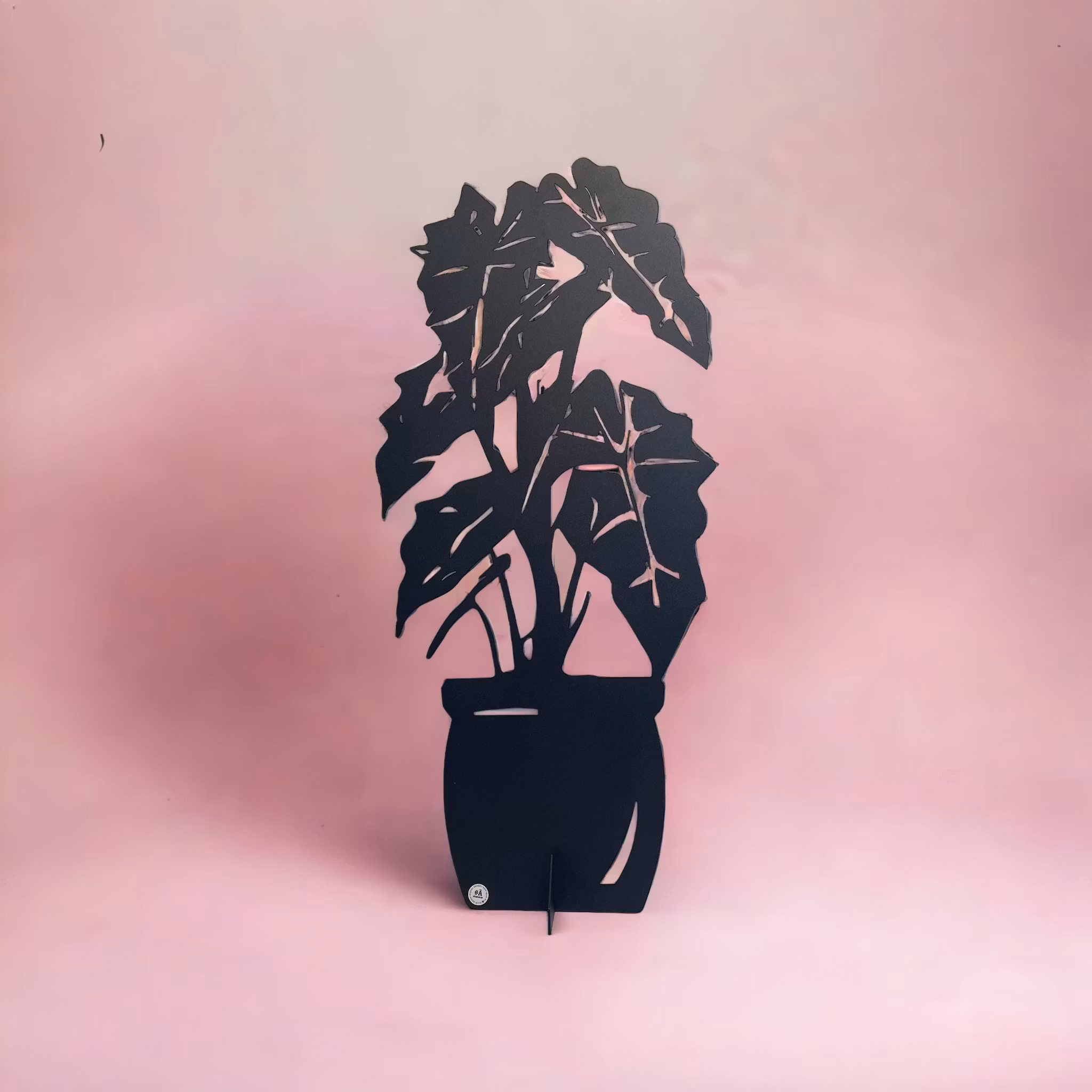 Alocasia