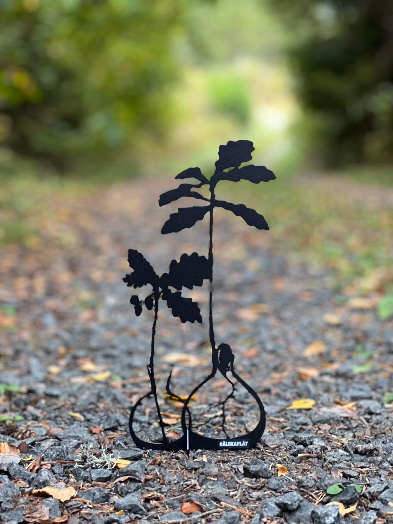 Acorn