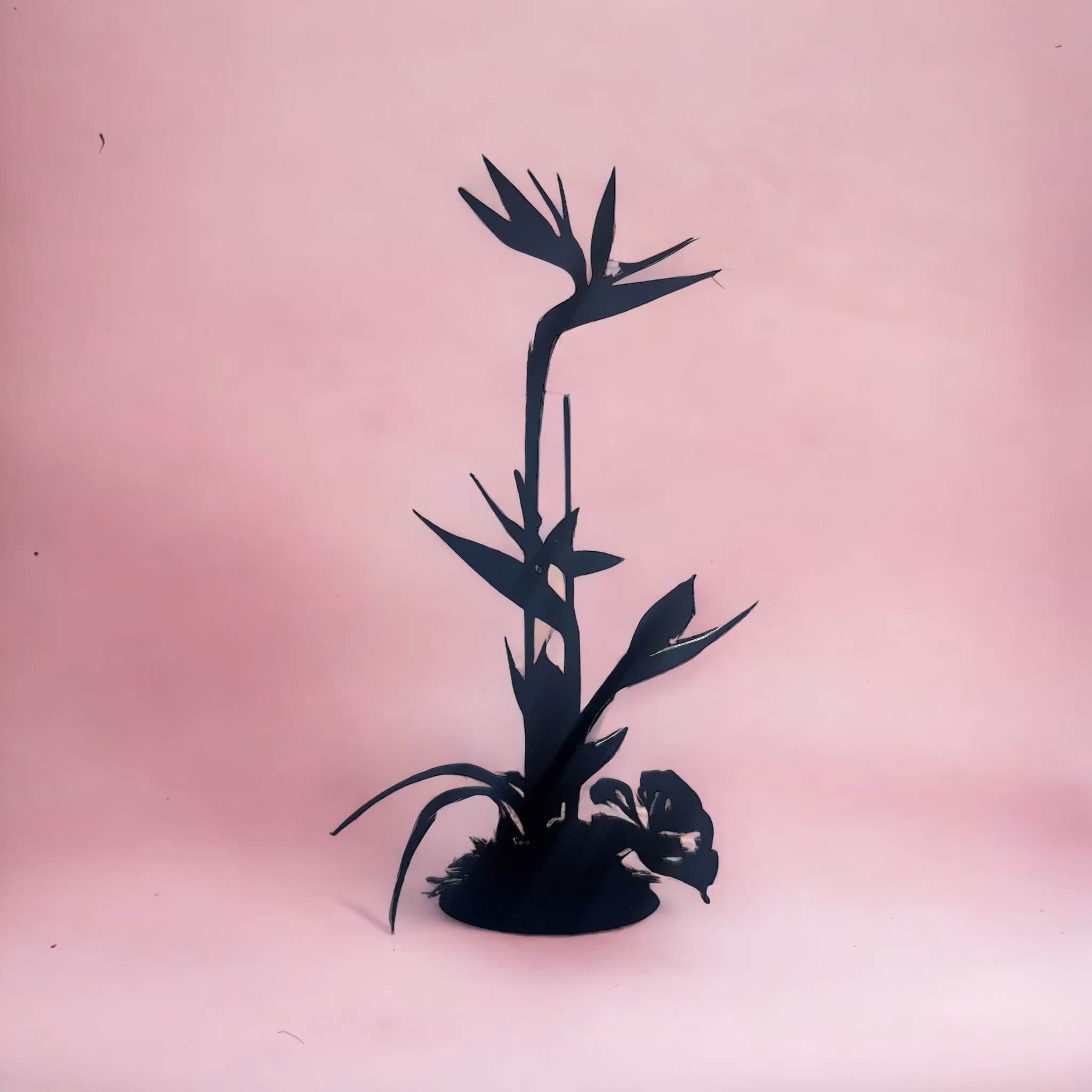 Papageienblume - Strelitzie
