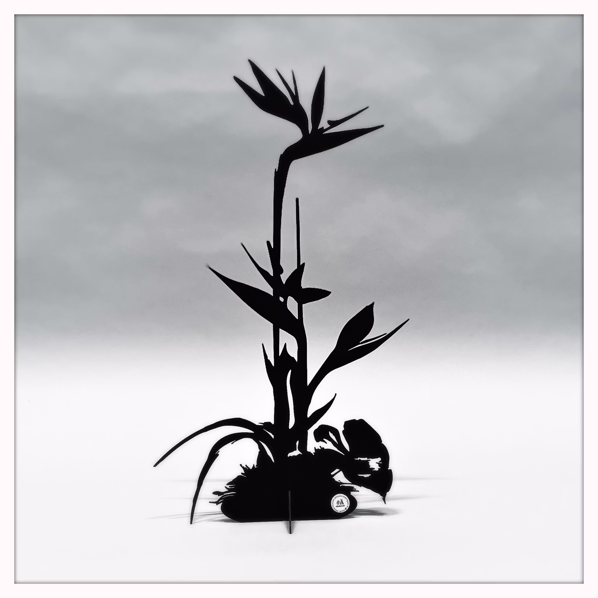 Papageienblume - Strelitzie