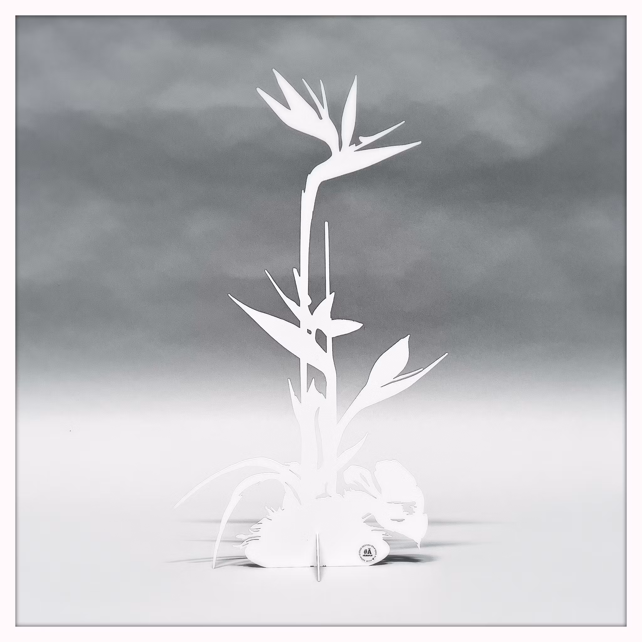 Papageienblume - Strelitzie