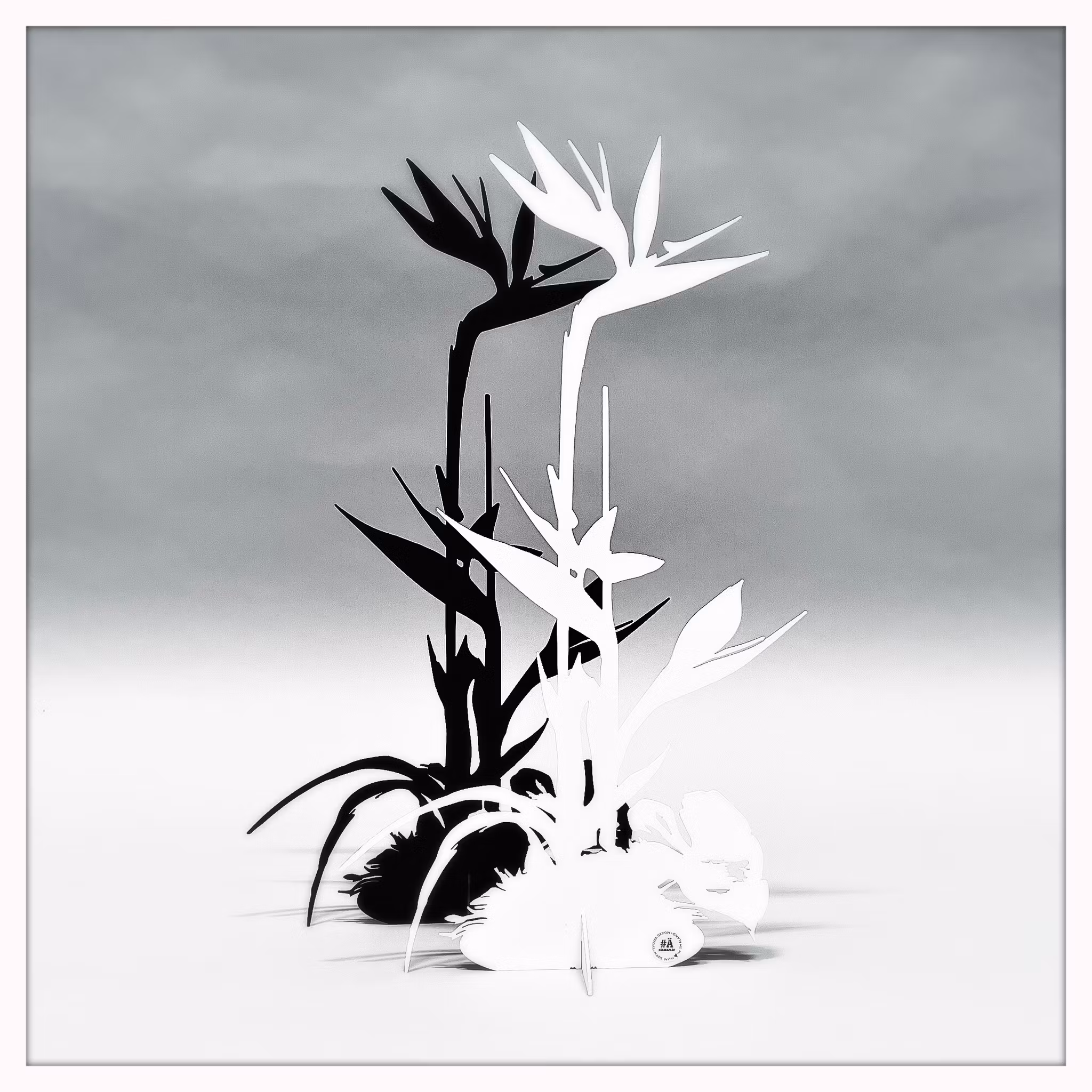 Papageienblume - Strelitzie