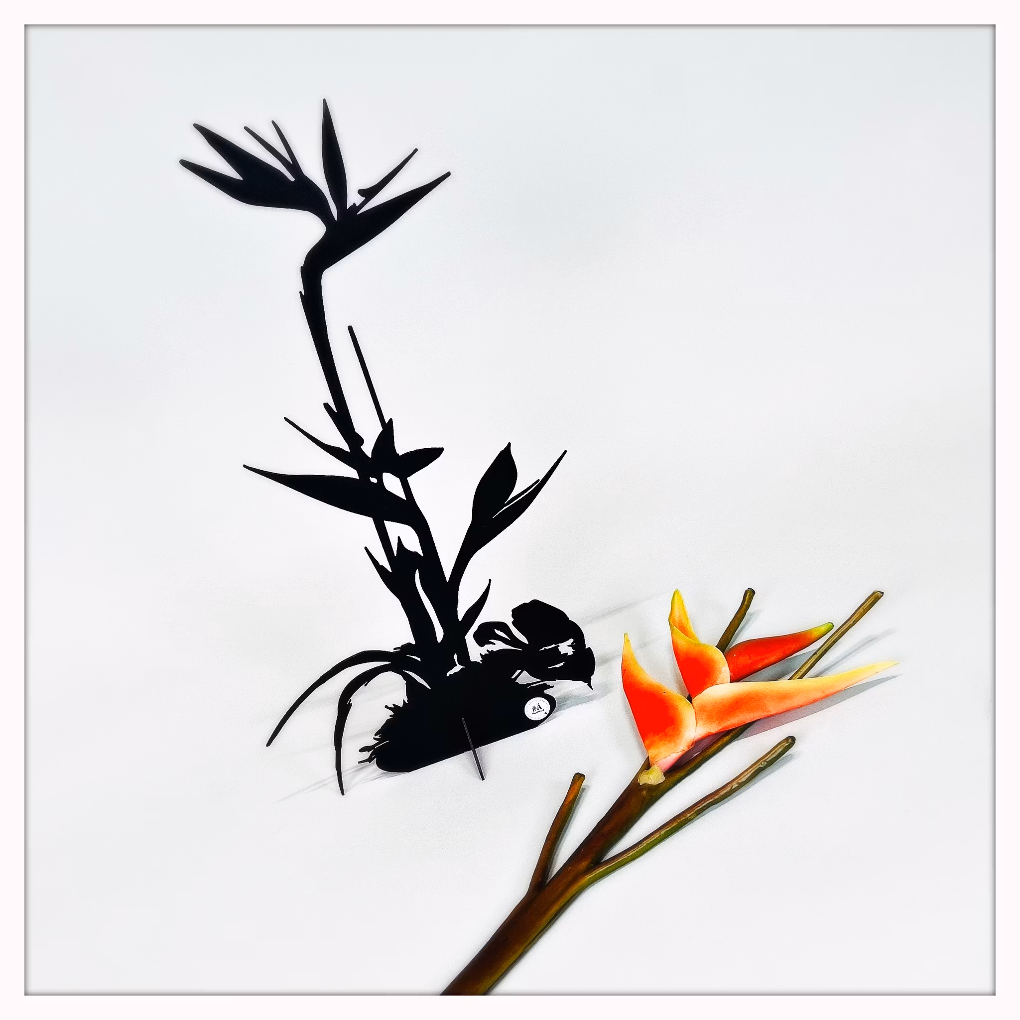 Papageienblume - Strelitzie