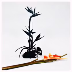 Papageienblume - Strelitzie