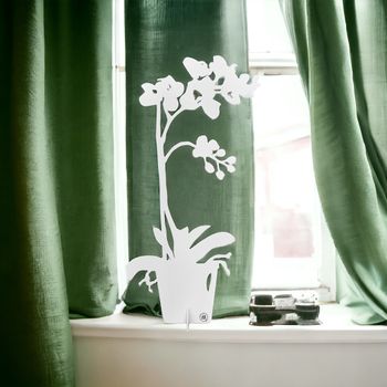 Orchid