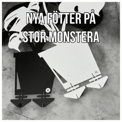 Monstera - big