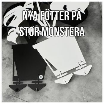 Monstera - big