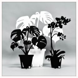 Package - Large Monstera, Small Monstera & Orchid