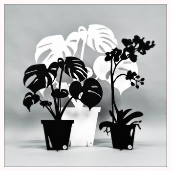 Paket - Stor monstera, Liten monstera & Orkidé