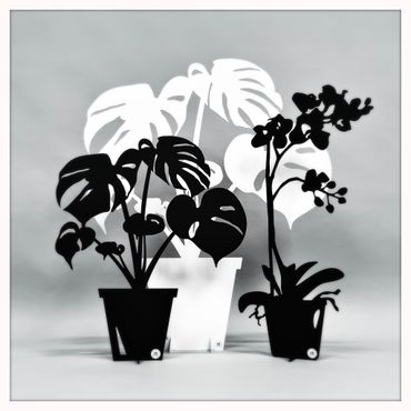 Paket - Stor monstera, Liten monstera & Orkidé