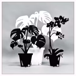 Paket - Stor monstera, Liten monstera & Orkidé