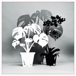 Package - Large Monstera, Small Monstera & Orchid