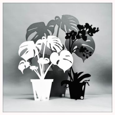 Paket - Stor monstera, Liten monstera & Orkidé